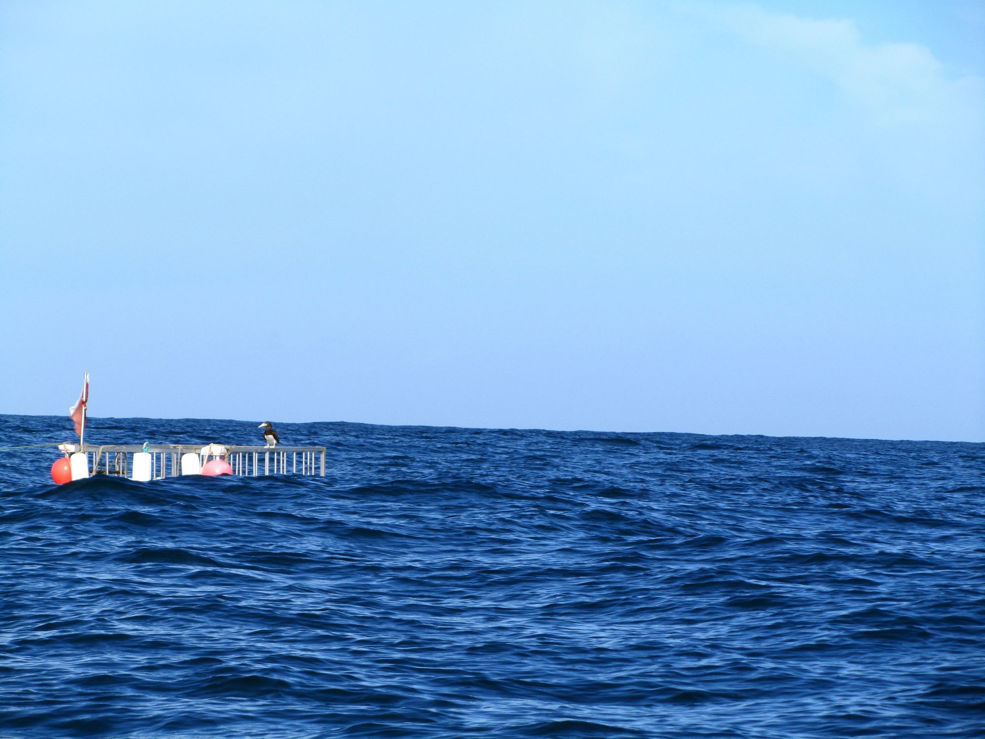 Hawaii Shark Encounters