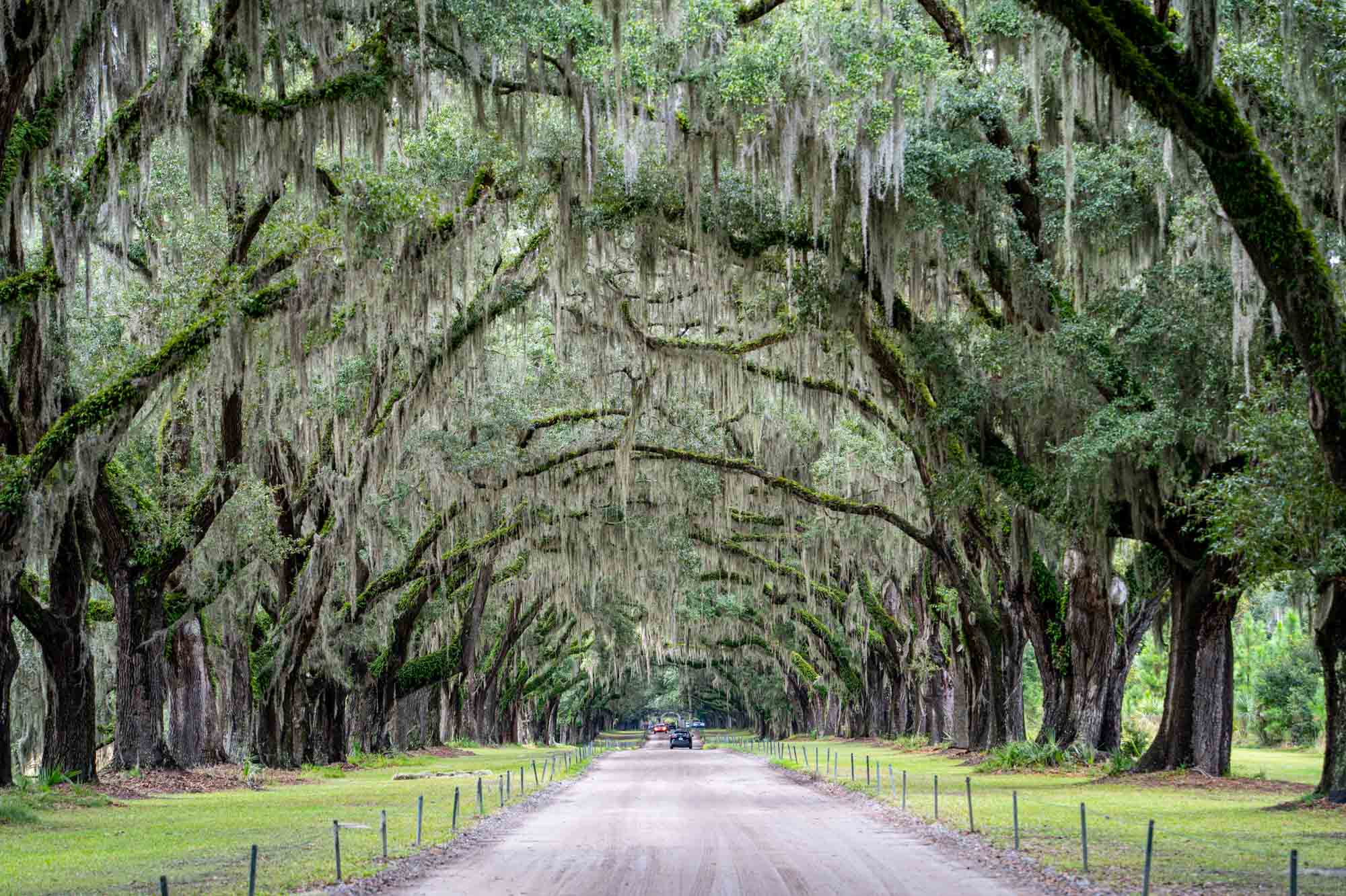 Feature image Wormsloe Plantation road