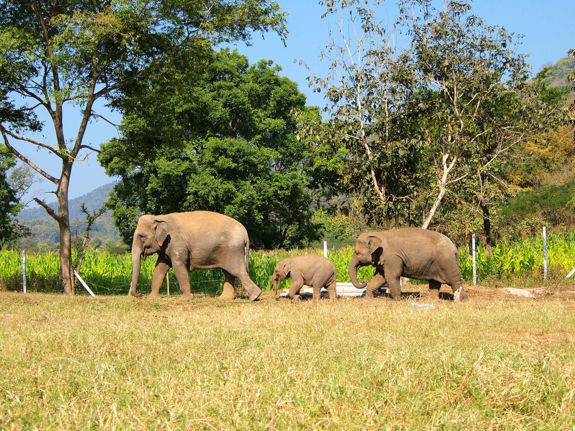 Feature image Elephants at Elephant Nature Park