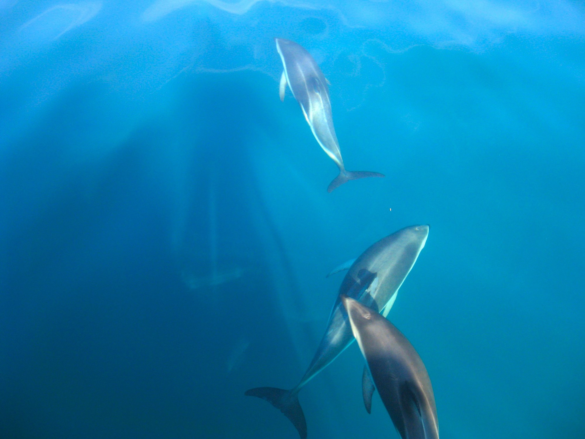Feature image Dusky dolphins