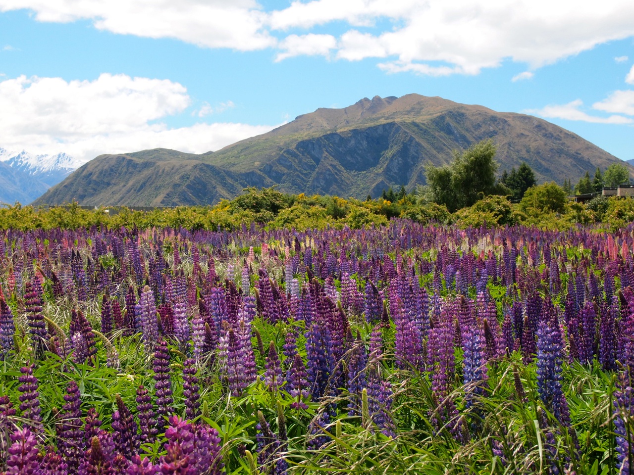 Feature image Lupins in New Zealand