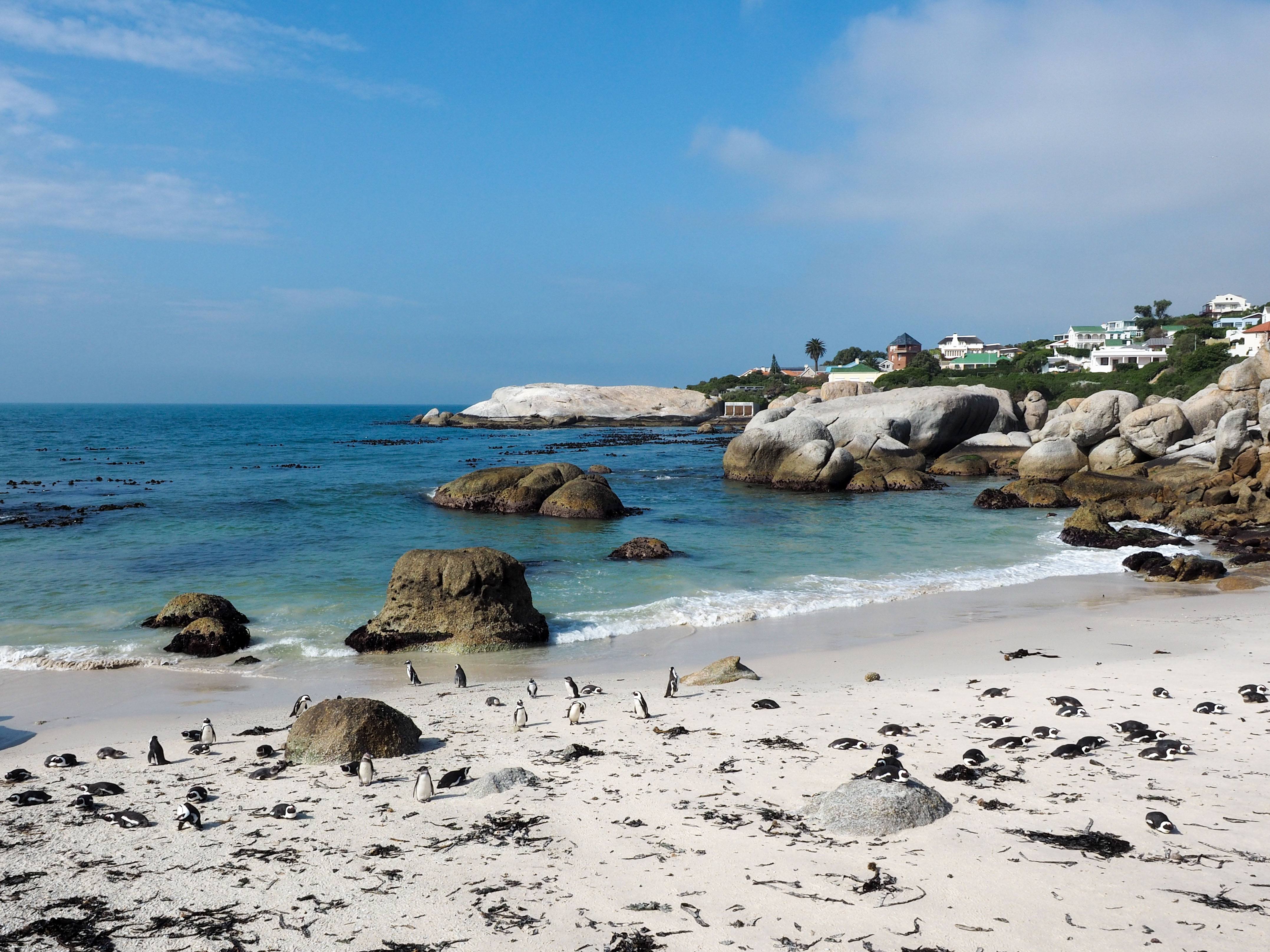 Feature image Boulders Beach in South Africa