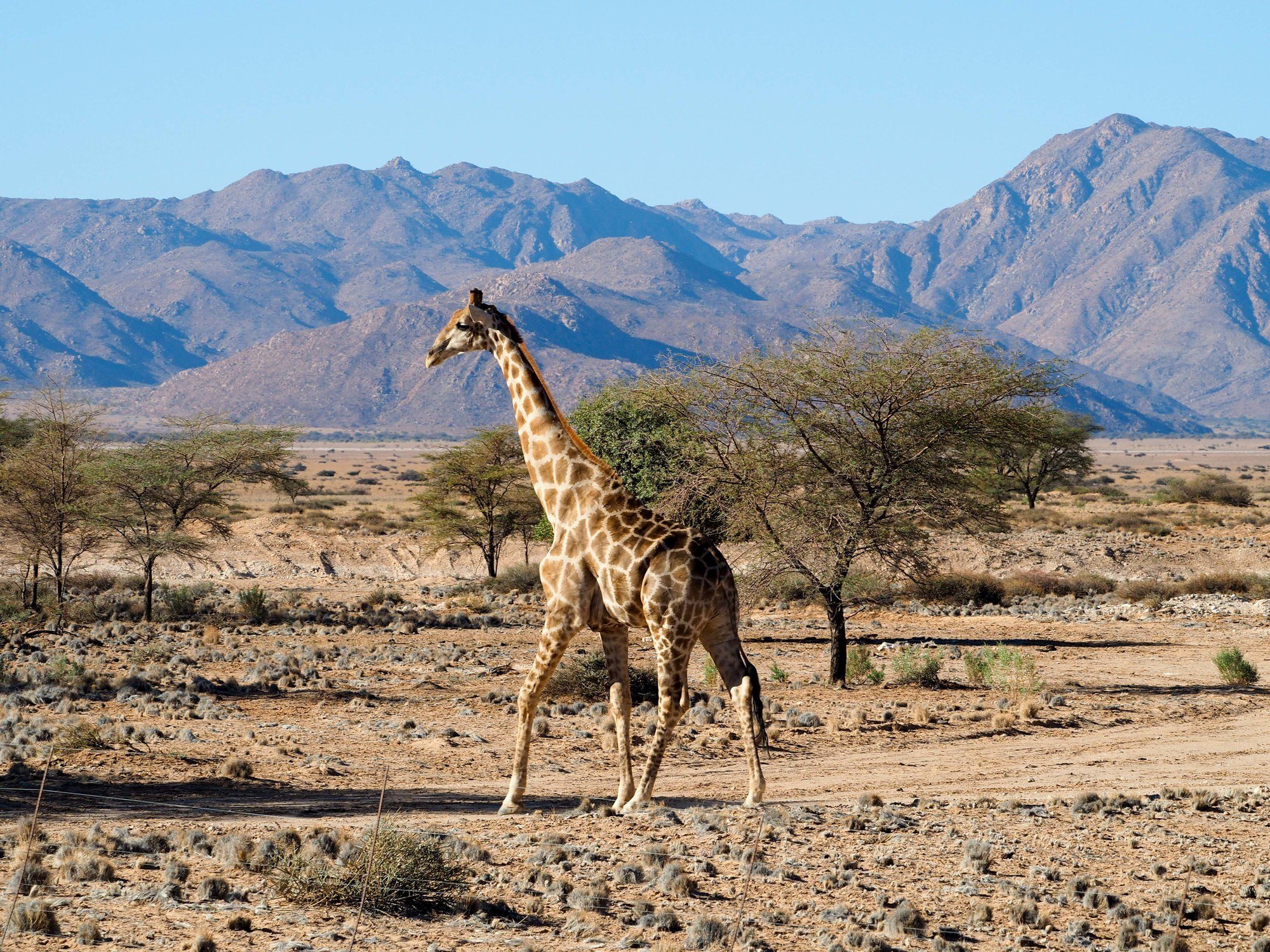 Feature image Giraffe in Namibia