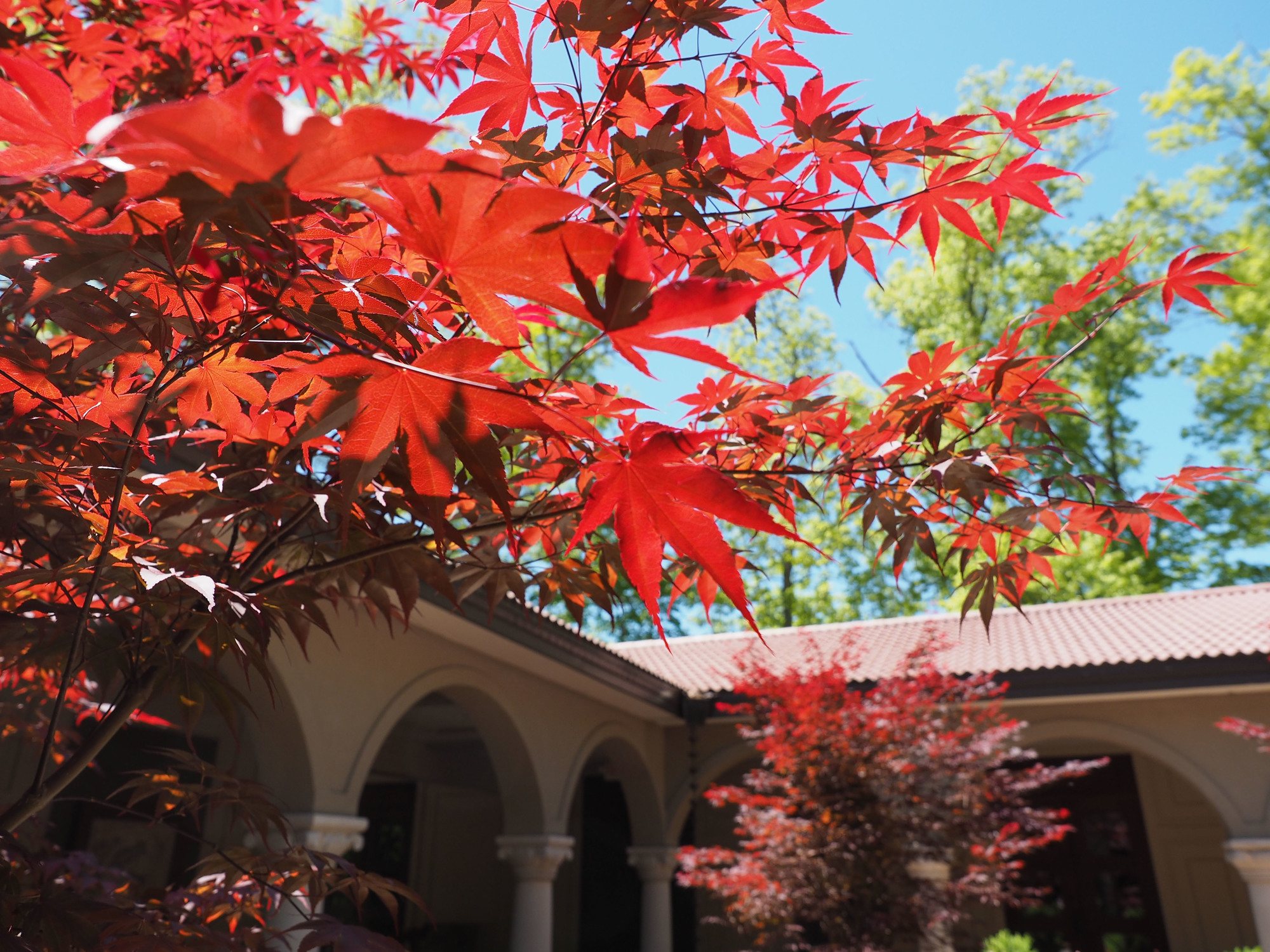 Feature image Red leaves in Ohio