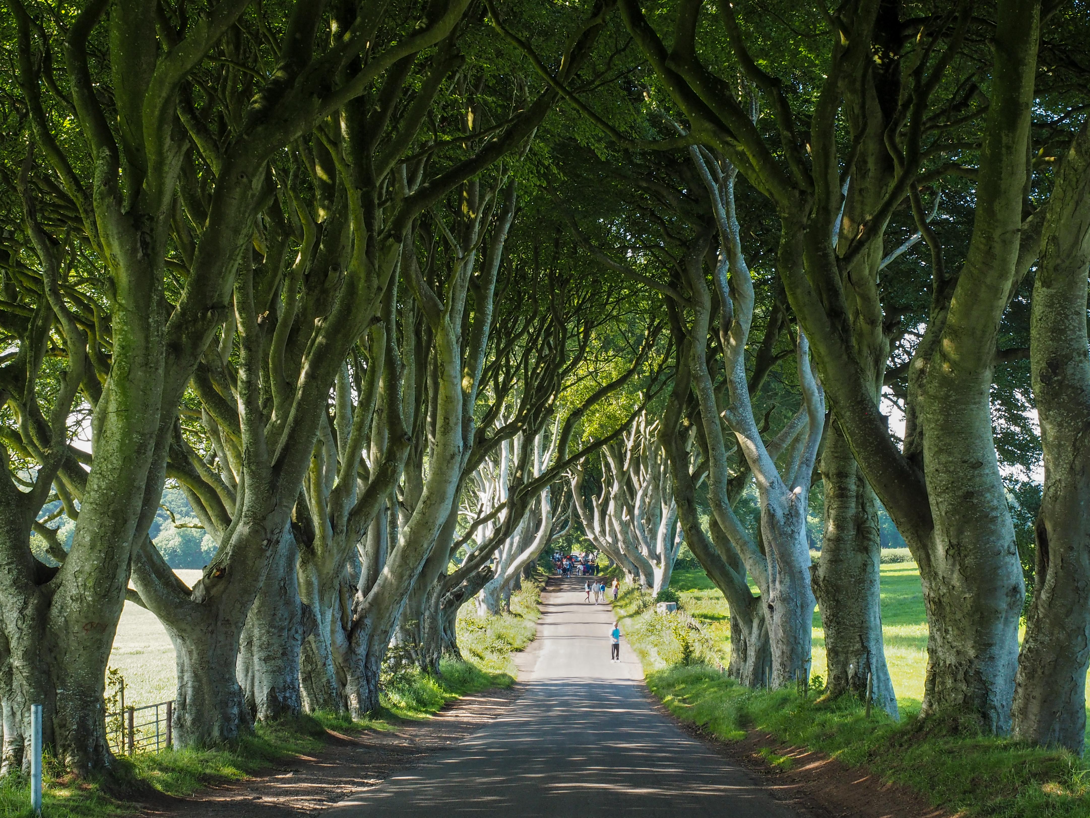 Feature image Dark Hedges in Northern Ireland