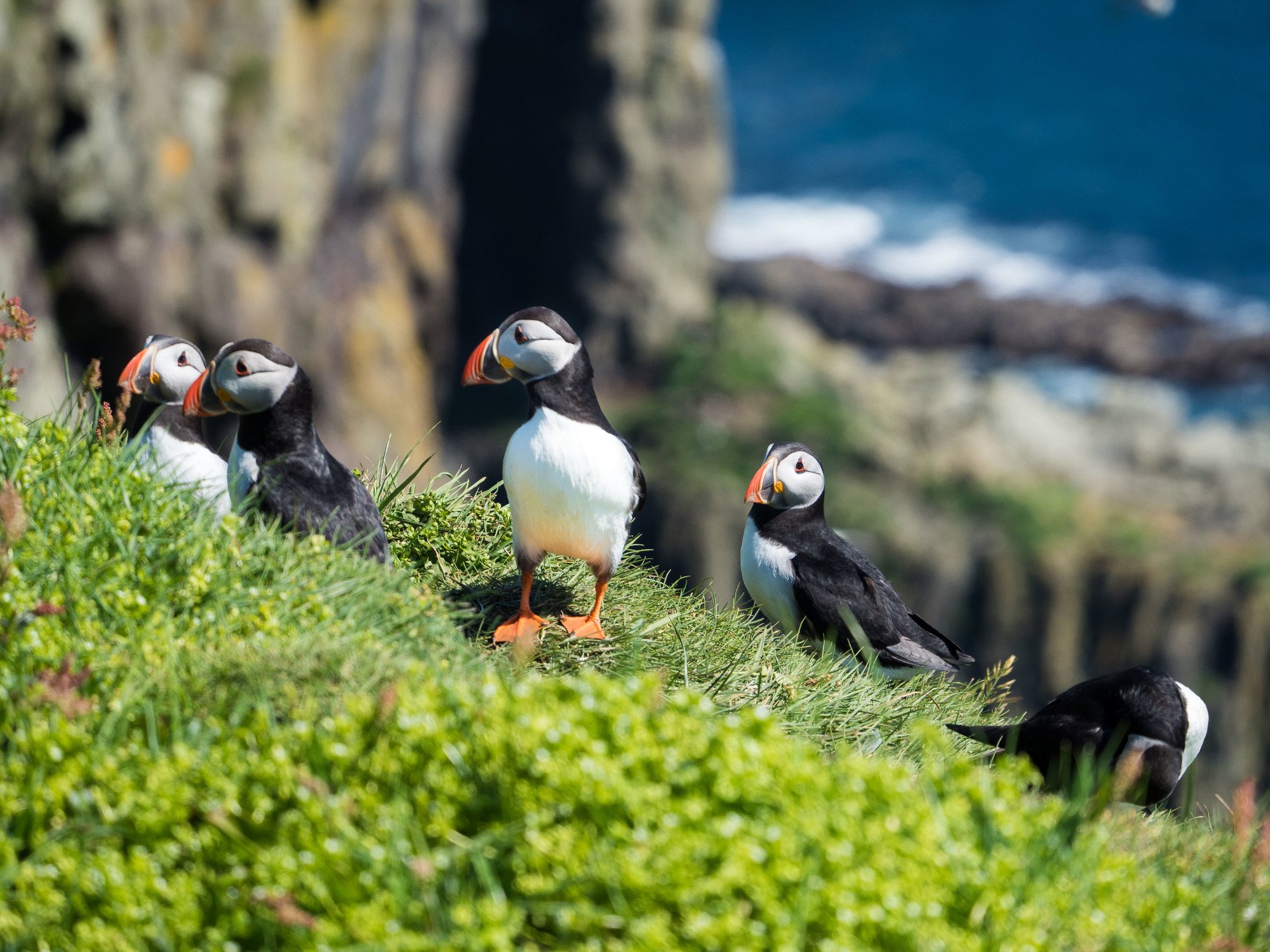 Feature image Puffins on Mykines in the Faroe Islands