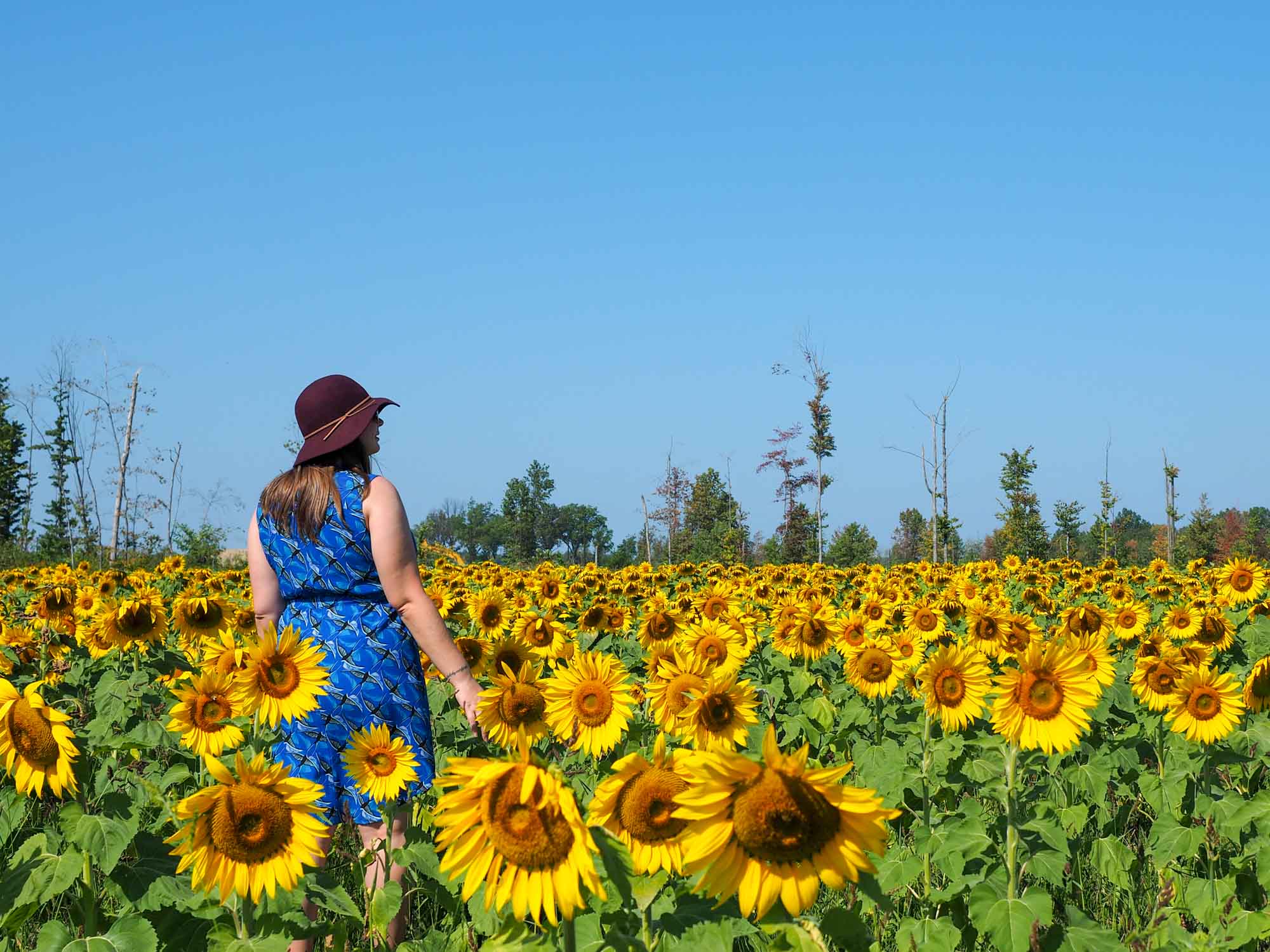 Feature image Amanda in sunflowers