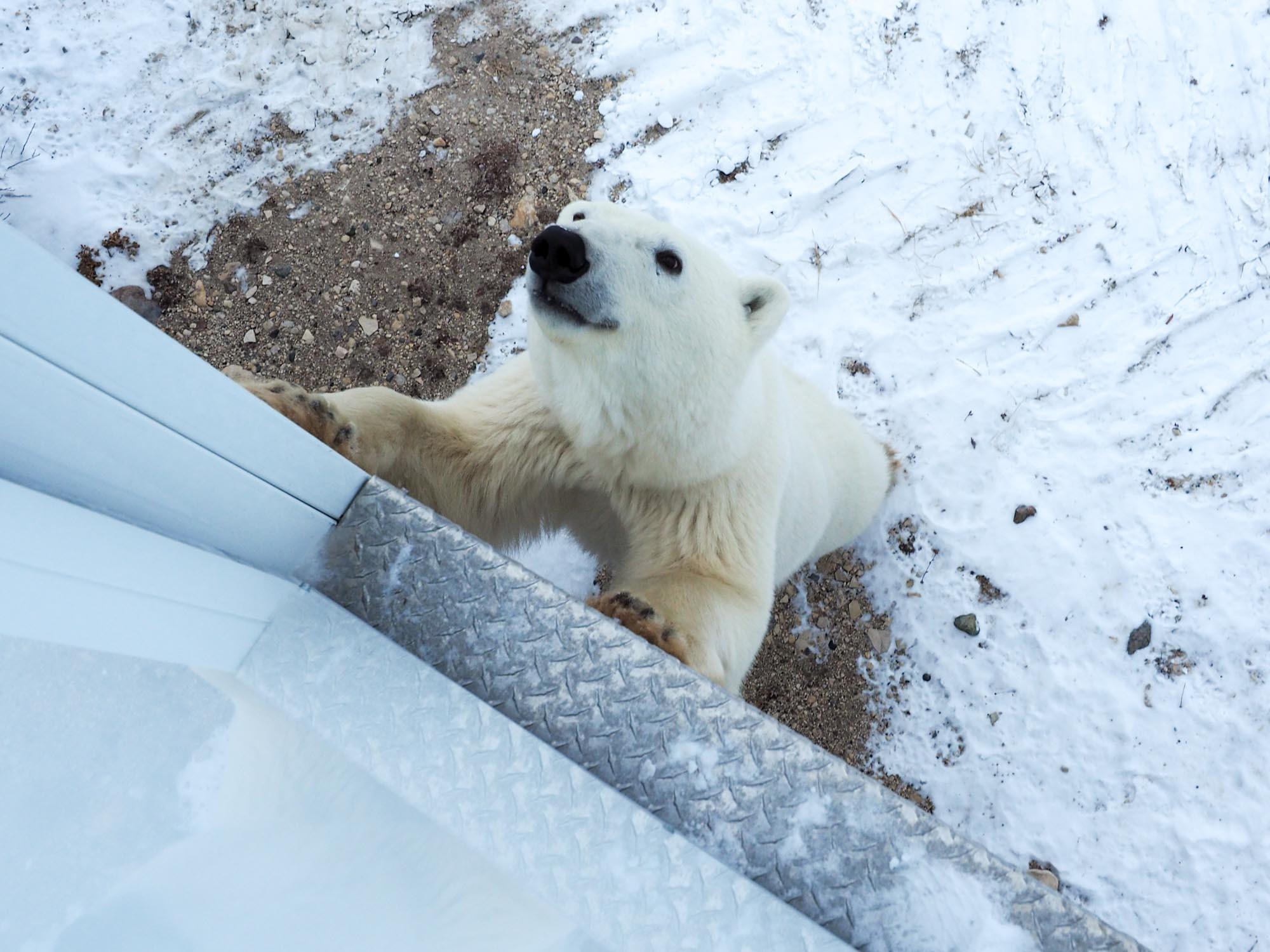 Feature image Polar bear in Churchill