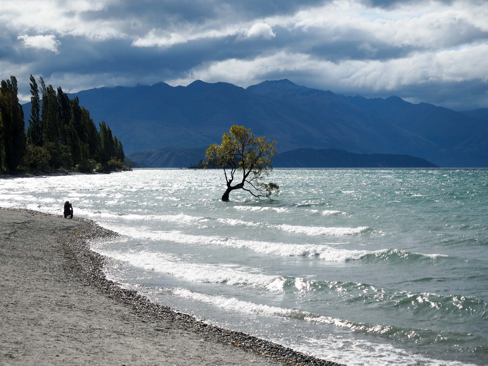 Feature image That Wanaka Tree in New Zealand