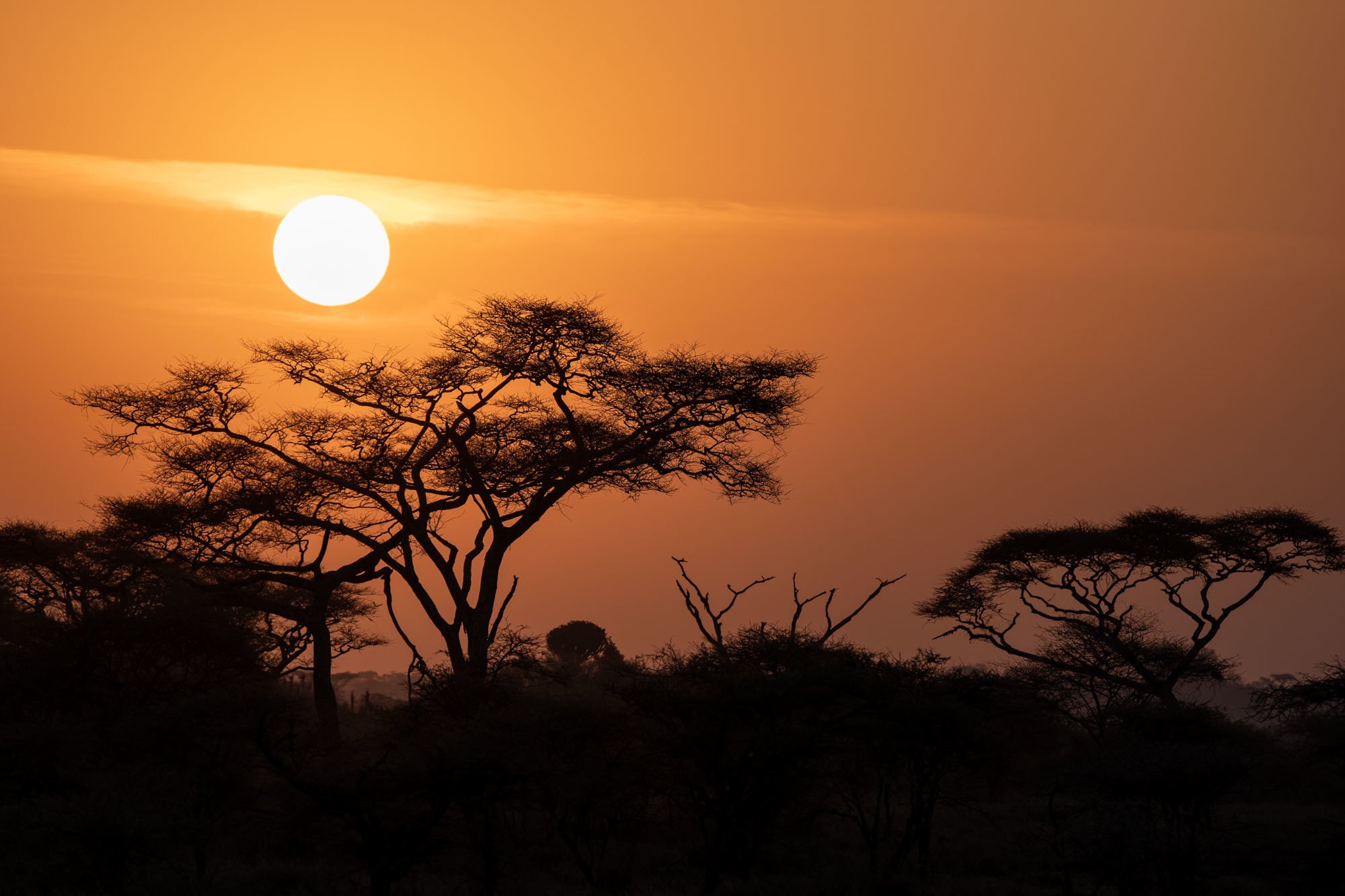 Feature image Sunrise in the Serengeti