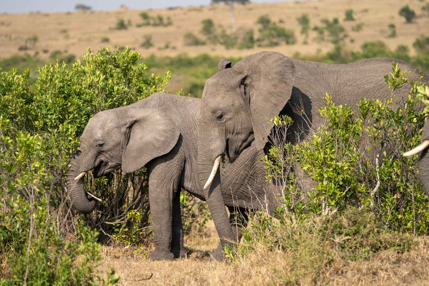 Feature image Elephants in Kenya